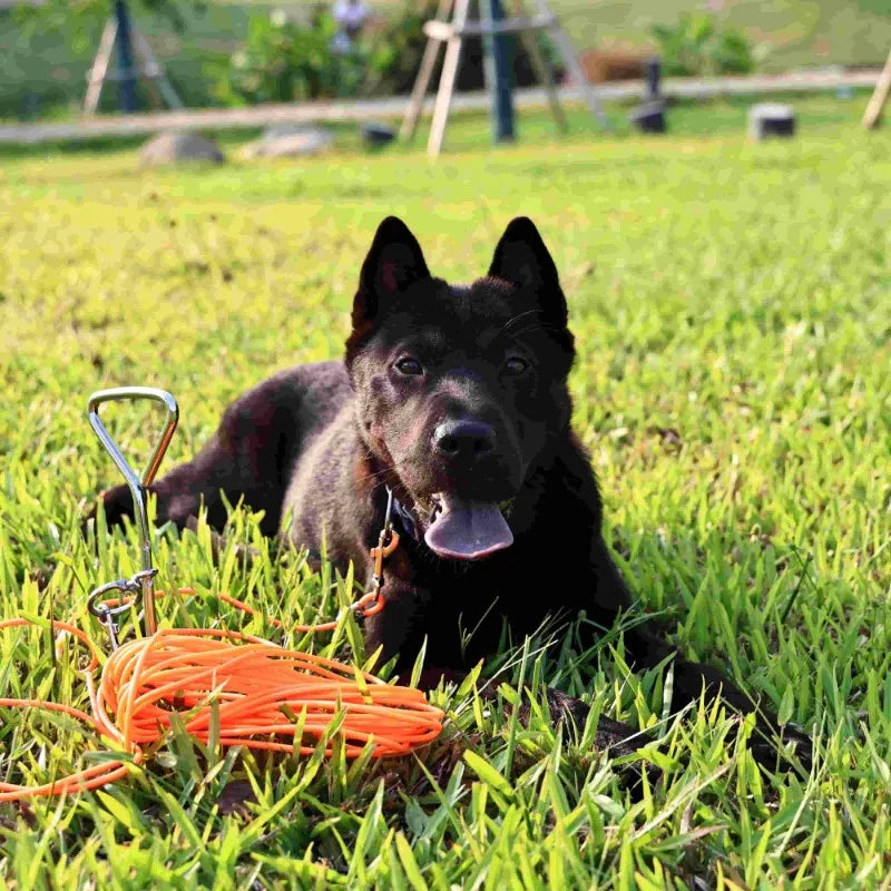 30FT Heavy Duty Dog Tether