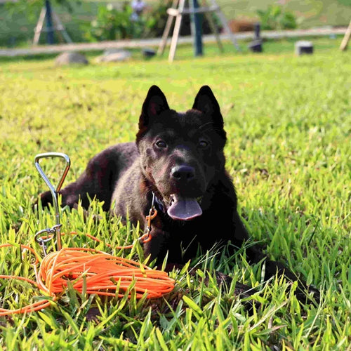 30FT Heavy Duty Dog Tether
